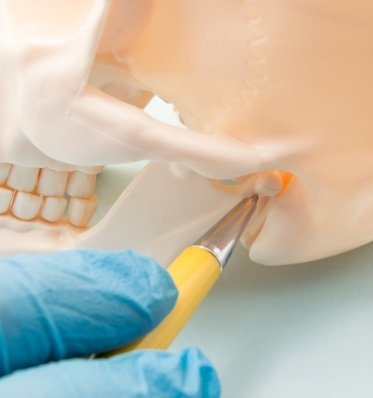 Dentist adjusting the jaw joint on a skull